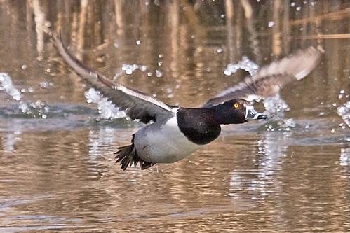 027123-IMG_7407b Ring-necked Duck (Aythya collaris) by ajmatthehiddenhouse is licensed under CC BY-NC 2.0.